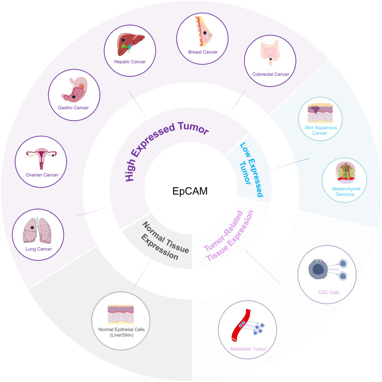 Emerging Applications of EpCAM-Targeted Nuclear Medicine Probes: Current Research and Future Perspectives.