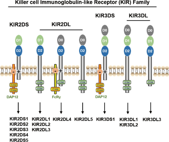 Emerging roles of KIR2DL4 in cancer immunotherapy.
