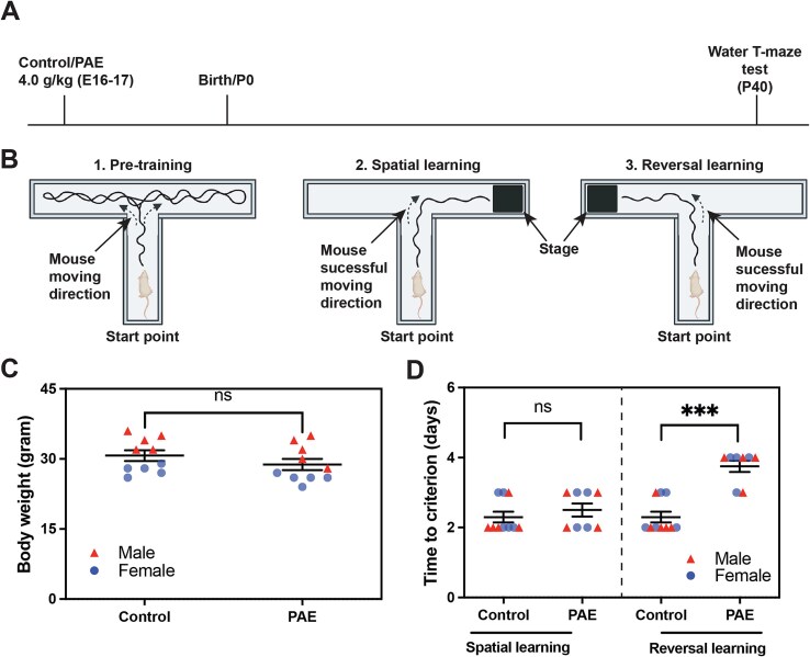 Intranasal Administration of KCNN2 Blocking Peptide Improves Deficits in Cognitive Flexibility in Mouse Model of Fetal Alcohol Spectrum Disorders.