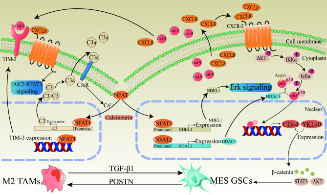 Phenotypic variations in glioma stem cells: regulatory mechanisms and implications for therapeutic strategies.