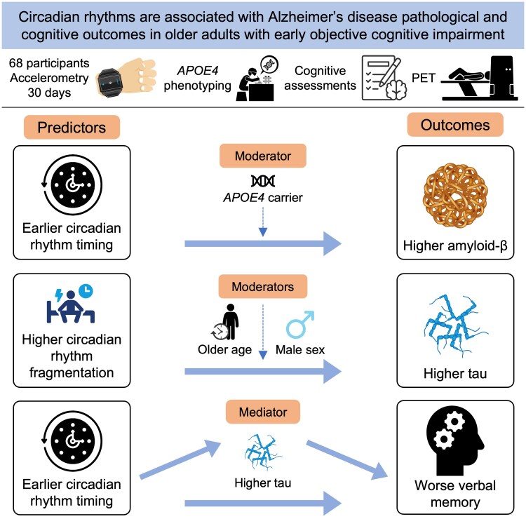 Circadian rhythms are associated with higher amyloid-β and tau and poorer cognition in older adults.