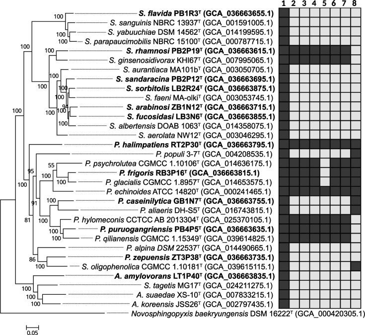 Diverse biofilm-forming <i>Sphingomonadaceae</i> represent twelve novel species isolated from glaciers on the Tibetan Plateau.