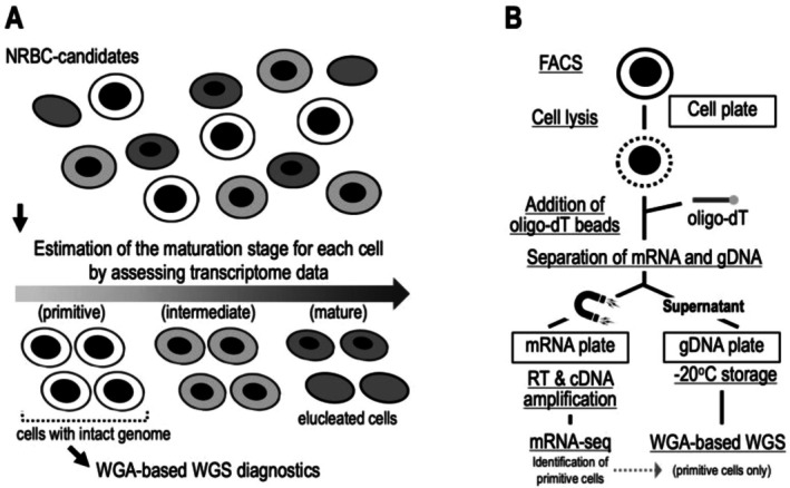 Isolation of Nucleated Red Blood Cells With Intact Genomic DNA From Cord Blood by Applying G&T-Seq.