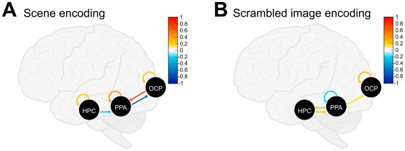 Effective connectivity between the medial temporal lobes and early visual cortex modulated by unrestricted viewing predicts memory retrieval and gaze reinstatement.