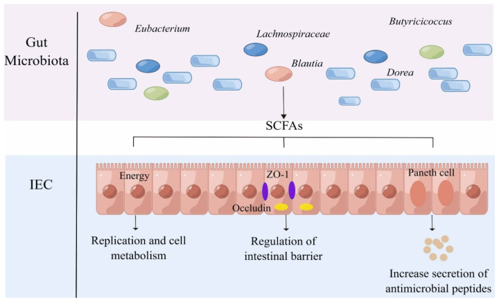 Taking intestinal microbes and the immune system as opportunities to maintain the intestinal health of piglets: review.