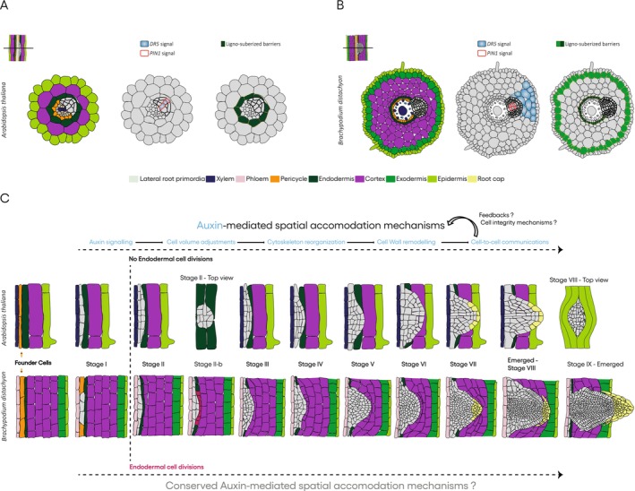 Auxin Signaling Mediated Spatial Accommodation Mechanisms During Lateral Root Development.