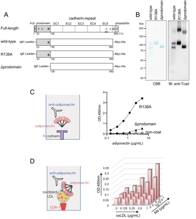 A Novel ELISA System for Measuring Modified LDL-Adiponectin Complex.