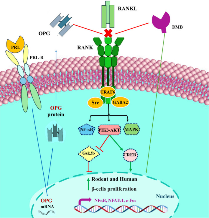 Drug-induced regeneration of pancreatic beta cells: An approach to cellular therapeutic targets.