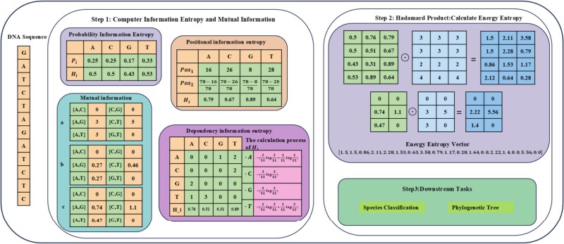 Energy entropy vector: a novel approach for efficient microbial genomic sequence analysis and classification.
