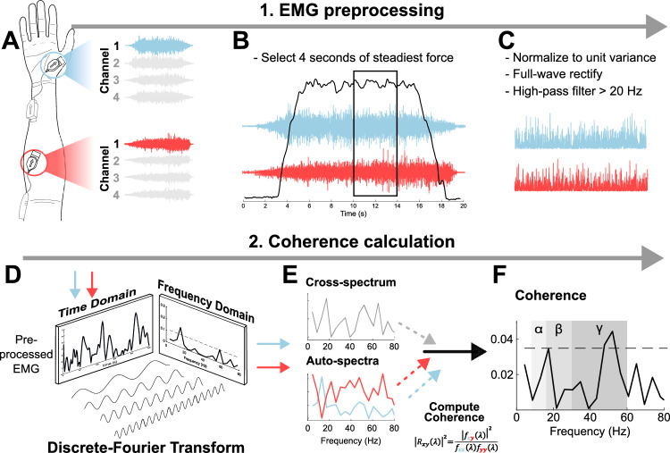 Neuromuscular control of a five-finger pinch task is influenced by training history.