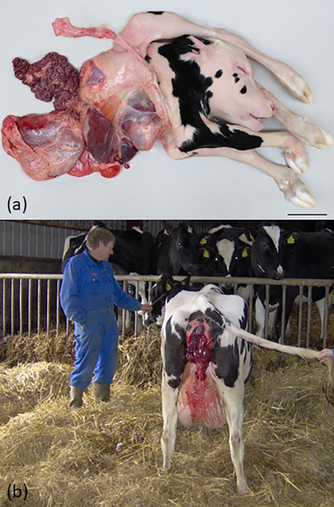 An Overview of Developmental Disorders Leading to Dystocia in Cattle.