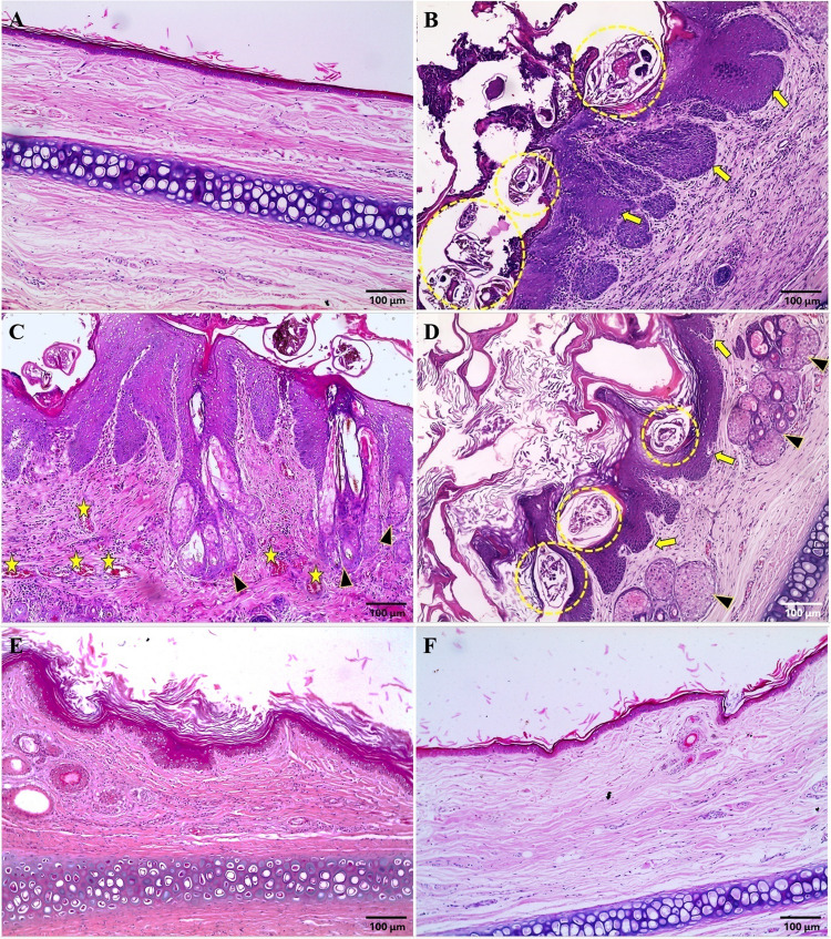 Restorative potential of melatonin during treatment of severe scabies in an experimental model.