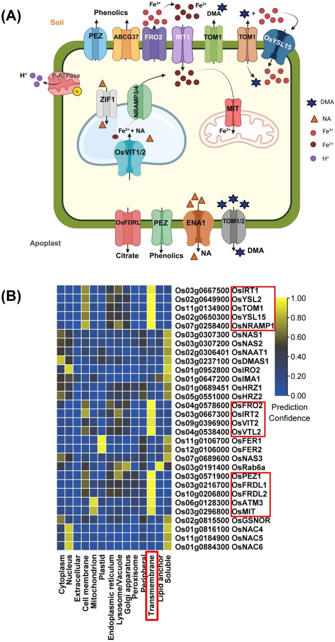 Meta-Analysis of Iron Excess Stress in Rice: Genes and Mechanisms of Tolerance to Acidic Soil.