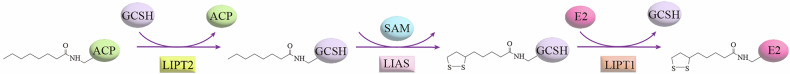 Protein lipoylation in cancer: metabolic reprogramming and therapeutic potential.