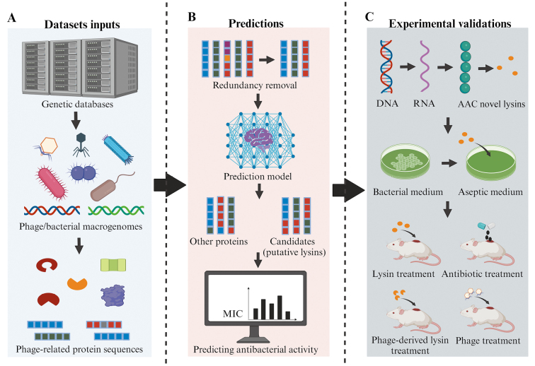 Phage and enzyme therapies in wound infections: From lab to bedside.