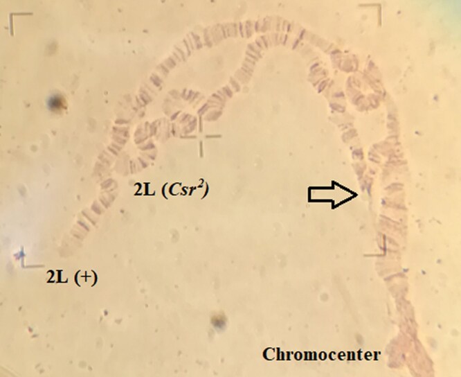 Alleles of Chaser, a dominant modifier of the Drosophila melanogaster foraging gene, are consistent with variegating alleles of the heterochromatic gene spookier.