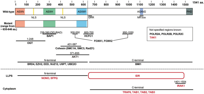 ASXL1 mutation-related clonal hematopoiesis and age-related diseases: clinical evidence and molecular insights.