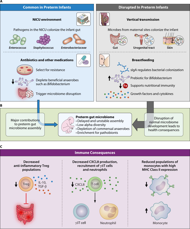 Consequences of host-microbiome interactions in preterm infants.