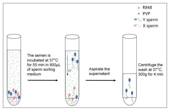 Polyvinylpyrrolidone can effectively improve the efficiency of resiquimod in sorting bovine Y sperm.