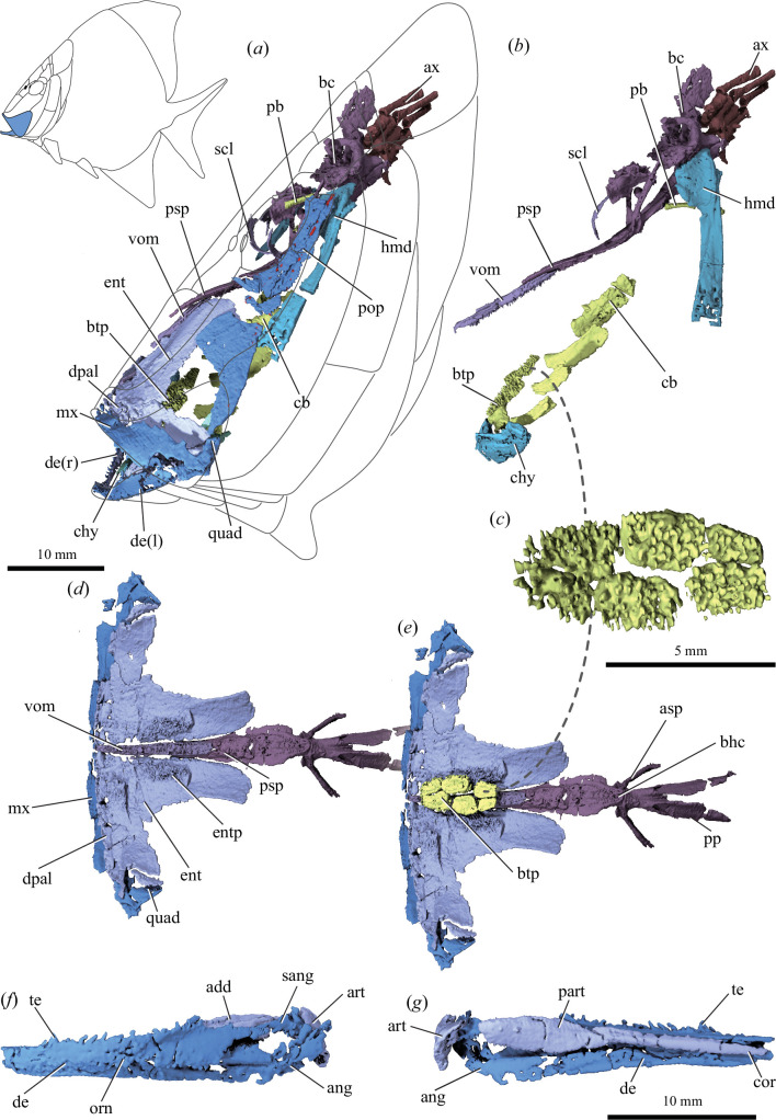 Tongue-bite apparatus highlights functional innovation in a 310-million-year-old ray-finned fish.