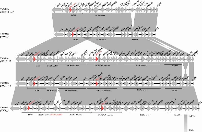 Evolution of XDR <i>Pseudomonas aeruginosa</i> ST463 strains with two plasmids harboring multiple antimicrobial resistance genes.