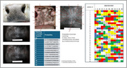 Identification of Cattle Using Nasolabial Plate Imprints and Biometric Analysis.