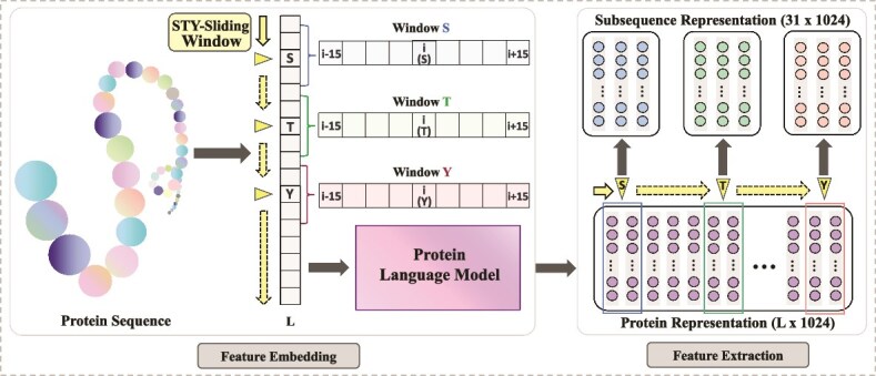 DeepPhosPPI: a deep learning framework with attention-CNN and transformer for predicting phosphorylation effects on protein-protein interactions.