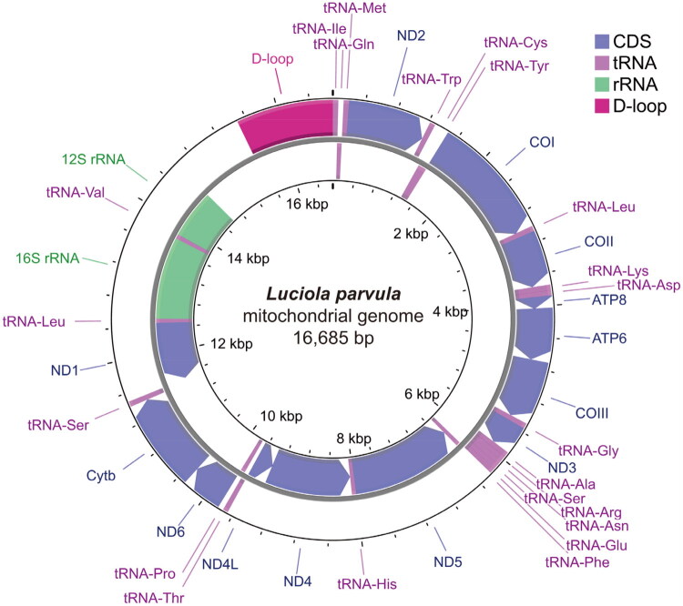 Complete mitochondrial genome of the firefly <i>Luciola parvula</i> Kiesenwetter (Coleoptera, Lampyridae) from Japan and its phylogenetic analyses.