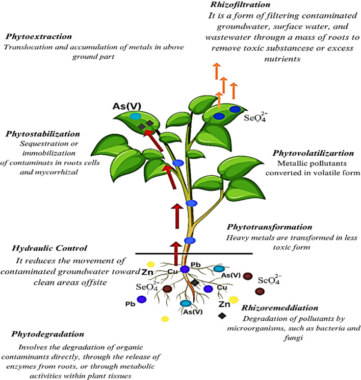 Heavy metals toxicity in plants: understanding mechanisms and developing coping strategies for remediation: a review.