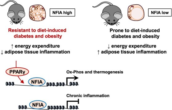 Transcriptional control of brown adipocyte differentiation and function by NFIA: recent perspectives on deciphering metabolic diseases.
