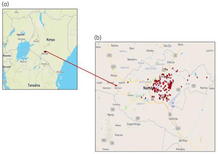 Genomic characterization of multidrug-resistant extended-spectrum β-lactamase-producing Vibrio cholerae O1 strains from 2022 cholera outbreak in Kenya.