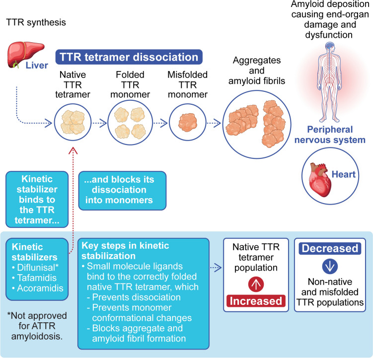 Transthyretin Kinetic Stabilizers for ATTR Amyloidosis: A Narrative Review of Mechanisms and Therapeutic Benefits.