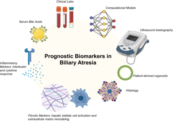 Advances in prognostic biomarkers for biliary atresia: Current insights and future directions.