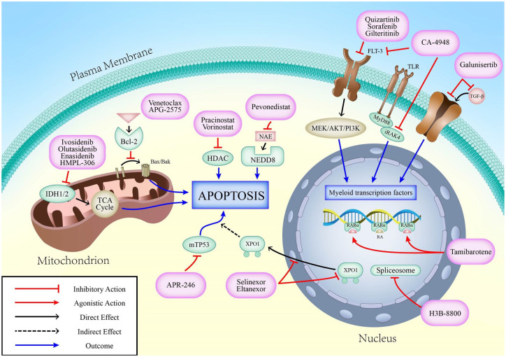 Novel small-molecule therapies for myelodysplastic syndromes with IPSS-R ⩾3.5 in patients aged 60 or older: current landscape and challenges.