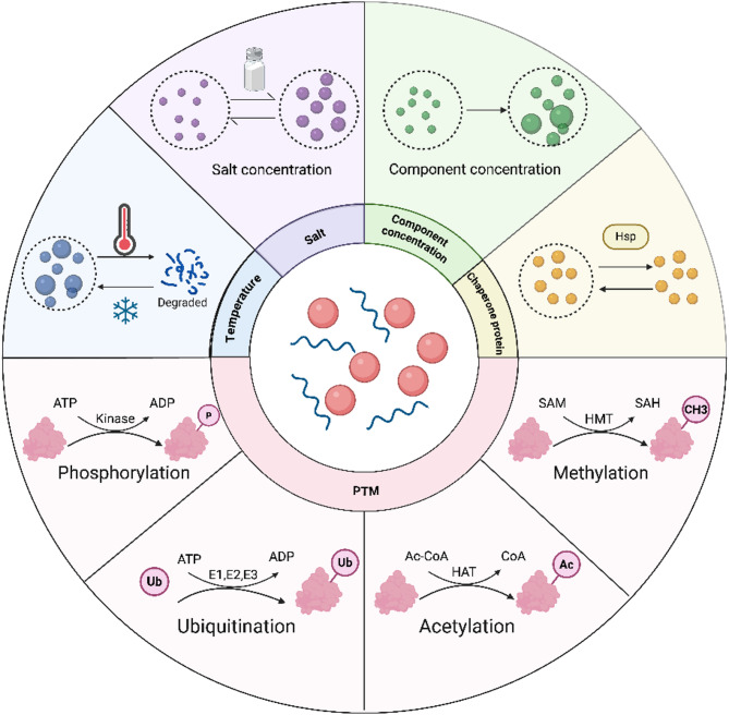 Targeting phase separation: a promising treatment option for hepatocellular carcinoma.