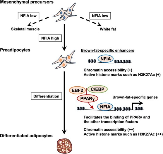 Transcriptional control of brown adipocyte differentiation and function by NFIA: recent perspectives on deciphering metabolic diseases.