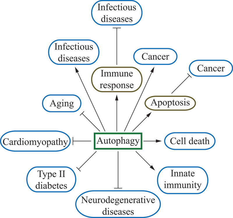 Epilepsy and autophagy modulators: a therapeutic split.
