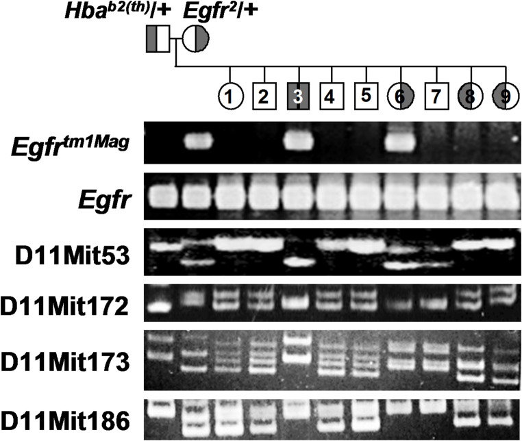 Snrnp25 is a candidate for the peri-implantation lethal phenotype of the Hba deletions.
