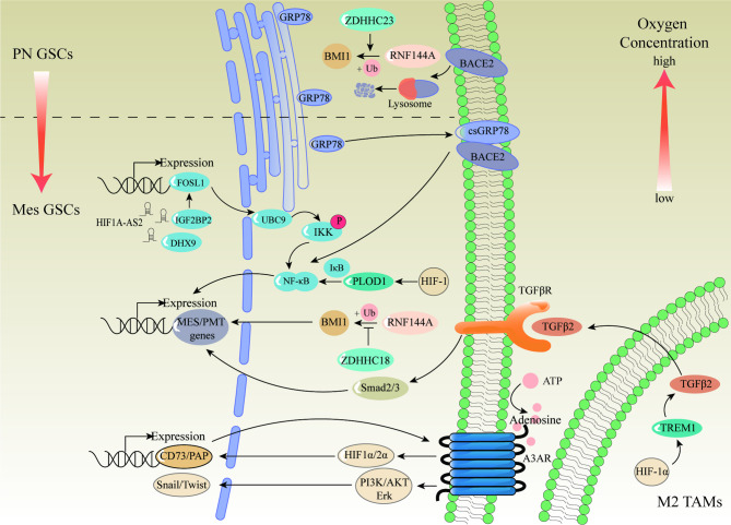 Phenotypic variations in glioma stem cells: regulatory mechanisms and implications for therapeutic strategies.