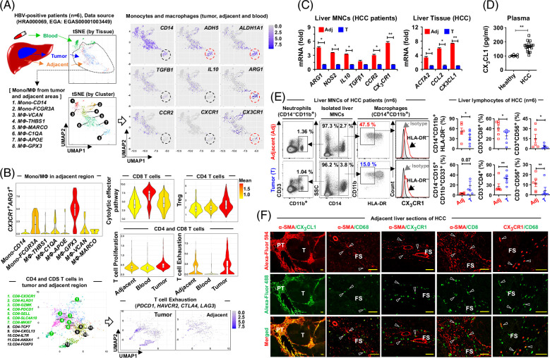 CX3CR1+ macrophages interact with HSCs to promote HCC through CD8+ T-cell suppression.