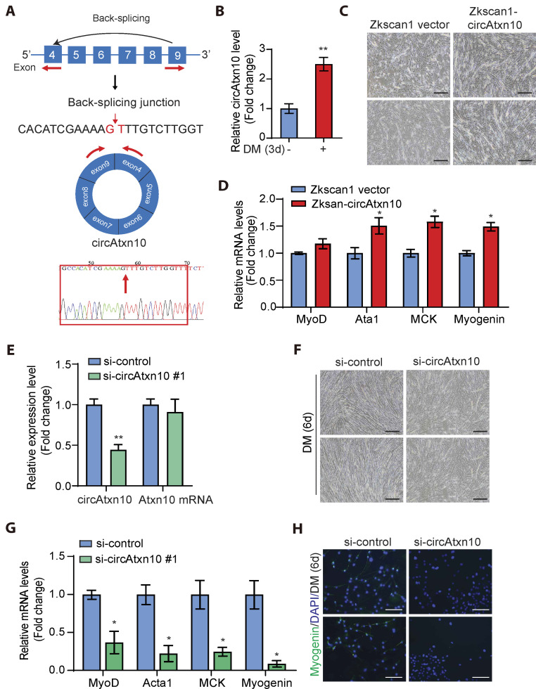 Circular RNA circAtxn10 regulates skeletal muscle cell differentiation by targeting miR-143-3p and Chrna1.