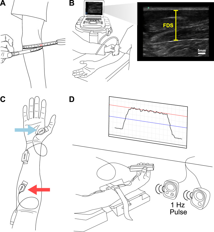 Neuromuscular control of a five-finger pinch task is influenced by training history.