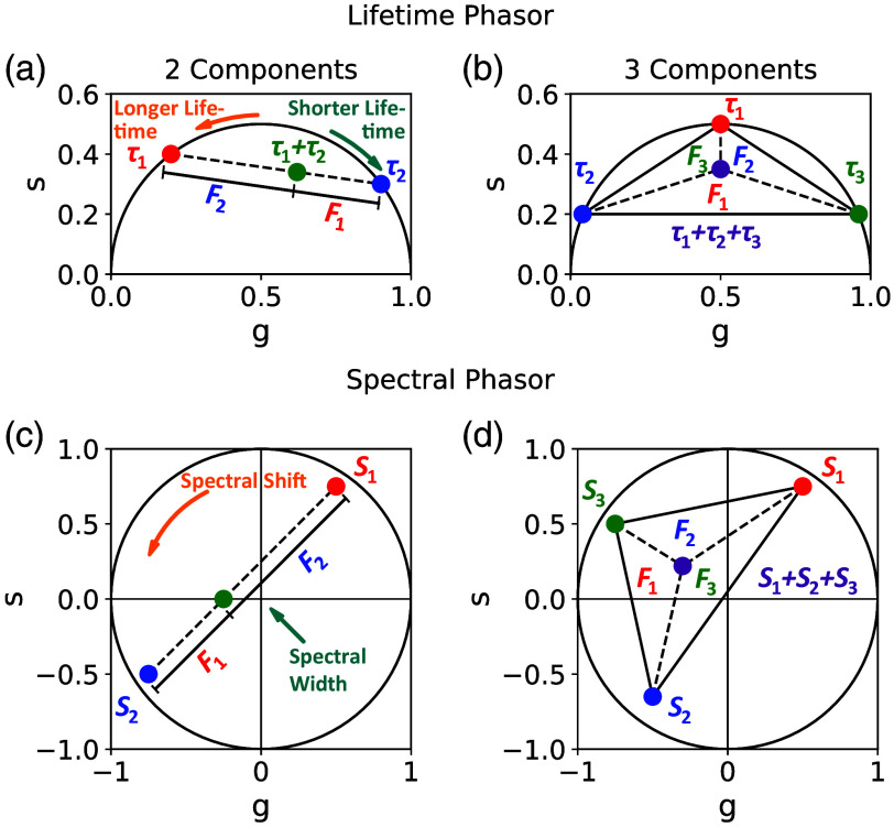 Phasor and neural network approaches for rapid fluorophore fraction analysis in temporal-spectral multiplexed data.