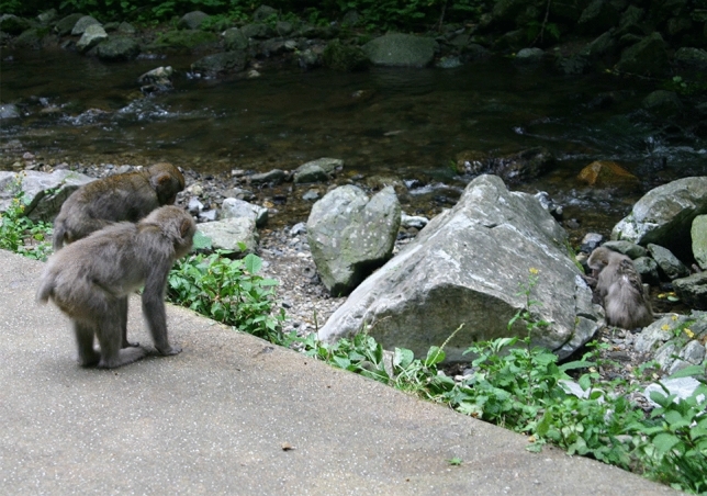 Responses to dying and dead adult companions in a free-ranging, provisioned group of Japanese macaques (Macaca fuscata).