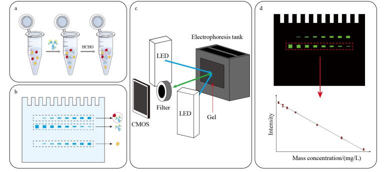[A protein-specific quantitative detection method based on polyacrylamide gel electrophoresis and online fluorescence imaging].