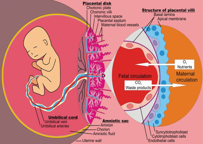 Transplacental cancer transmission: a comprehensive review focusing on mechanisms, challenges, and maternal-fetal outcomes.