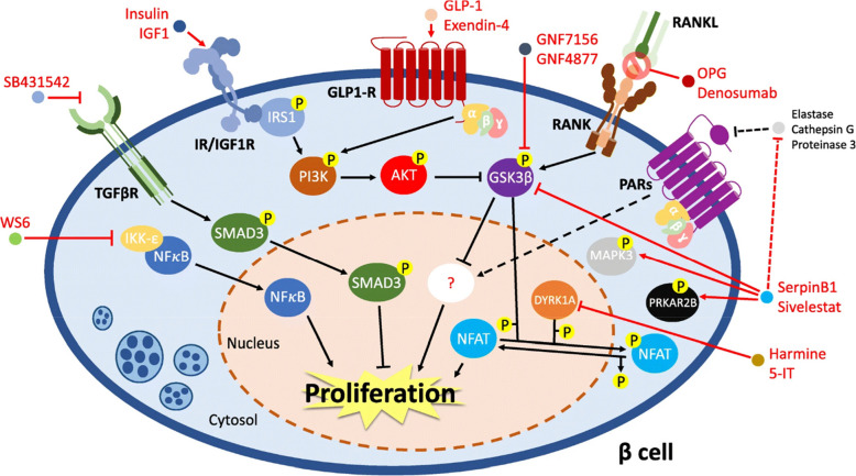 Drug-induced regeneration of pancreatic beta cells: An approach to cellular therapeutic targets.