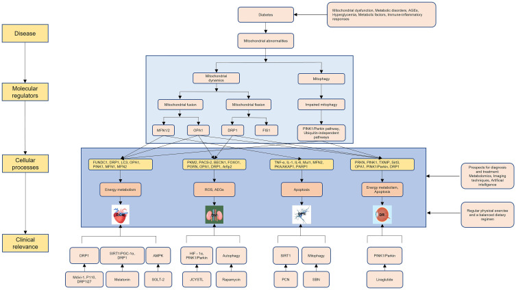 Research Progress of Mitochondrial Dynamics and Autophagy in Diabetic Complications: New Treatment Strategies.