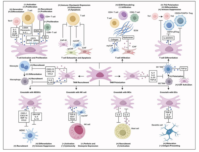 Crosstalk between heterogeneous cancer-associated fibroblast subpopulations and the immune system in breast cancer: key players and promising therapeutic targets.