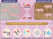 Comparison of Meat Quality and fibre Characteristics in Pigs Breeding in Cement Floor and Deep Litter Floor.